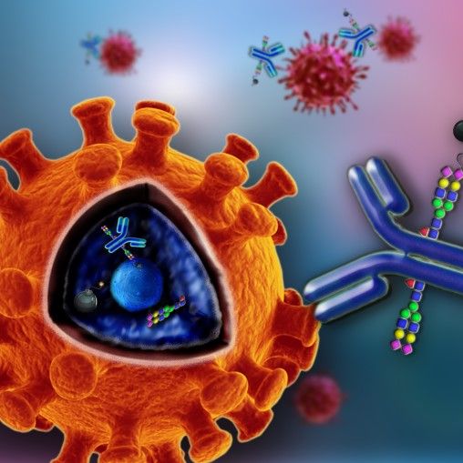 巨细胞病毒PP65/CMV低基质磷脂蛋白抗体 