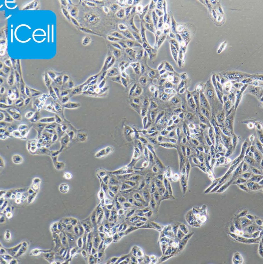 ACHN 人肾癌细胞 STR鉴定 赛百慷（iCell）