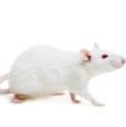 PDX裸鼠/免疫缺陷鼠