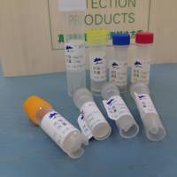 猪副流感病毒阳性血清