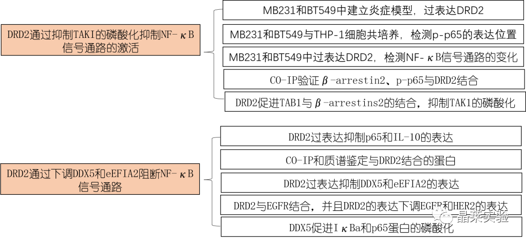 国自然热点细胞焦亡研究之 “肿瘤抑制因子 DRD2 促进 M1 巨噬细胞并限制 NF-κB 信号传导以触发乳腺癌中的焦磷酸化”