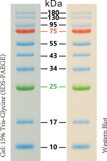 预染蛋白Marker 10-180KD     买一送一！