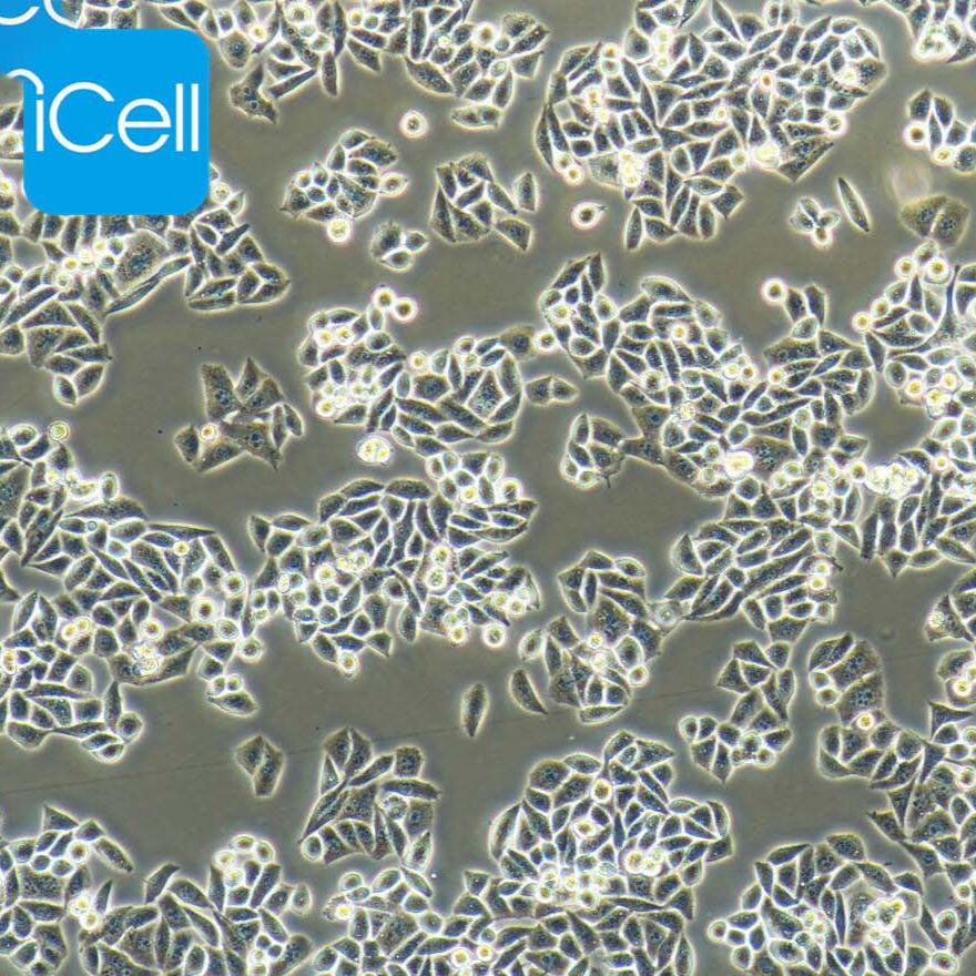 Eca-109  人食管癌细胞 STR鉴定 赛百慷（iCell）