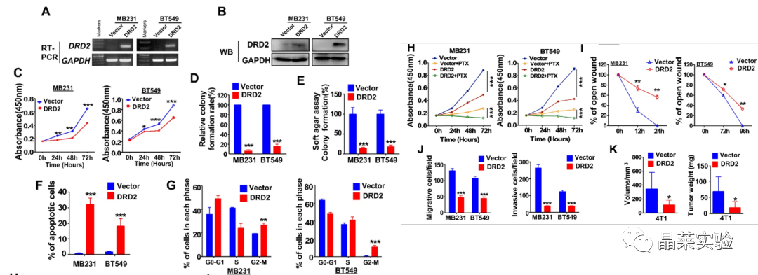 国自然热点细胞焦亡研究之 “肿瘤抑制因子 DRD2 促进 M1 巨噬细胞并限制 NF-κB 信号传导以触发乳腺癌中的焦磷酸化”
