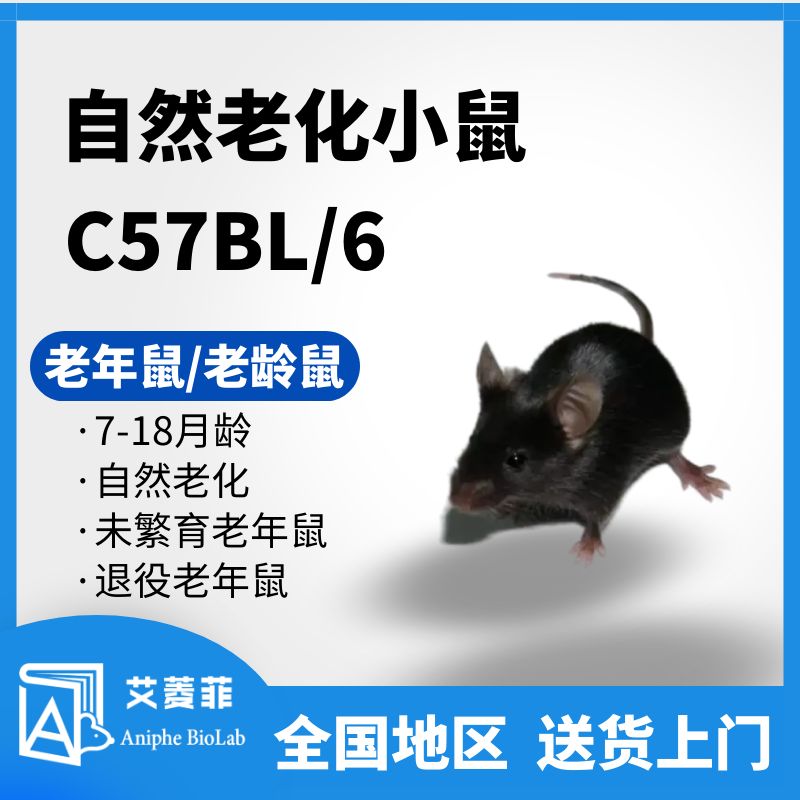 C57老年鼠 老龄鼠 老龄化小鼠  7-24月龄 雌/雄