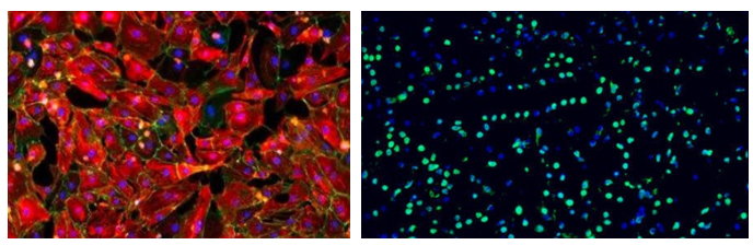论述免疫荧光染色的平均荧光强度