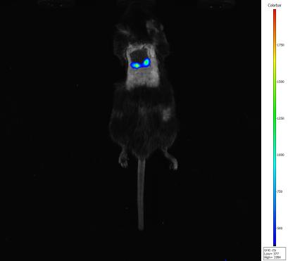 小动物活体成像的应用