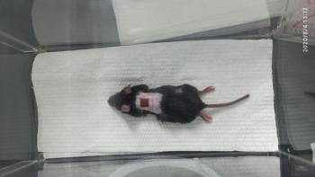 小动物活体成像的应用