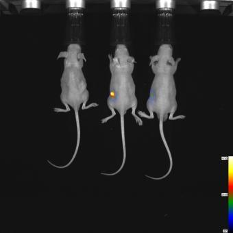 小动物活体成像的应用