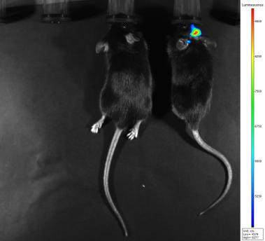 小动物活体成像的应用