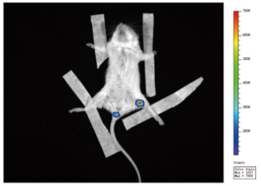 小动物活体成像的应用
