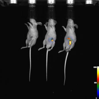 小动物活体成像的应用