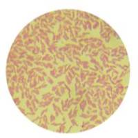 Oceanisphaera ostreae T-w6(T)