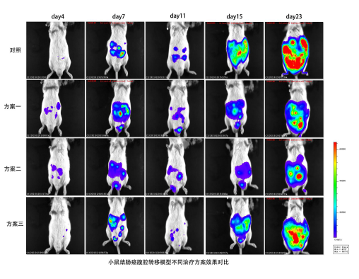 小动物活体成像的应用