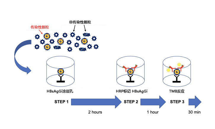 2716563017067400.jpg hbsaggi-hp-fig.002-726x437 拷贝.jpg