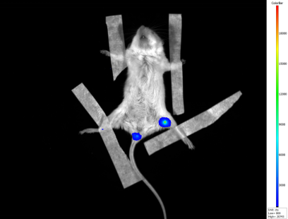 小动物活体成像的应用