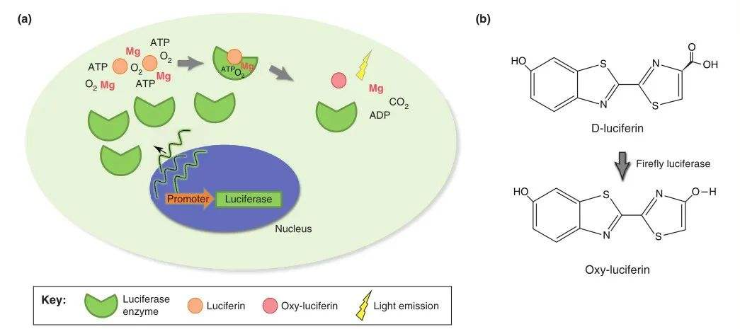 小动物活体成像的应用