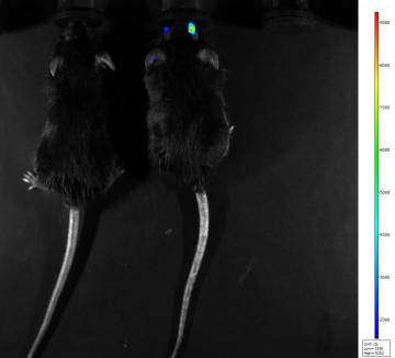 小动物活体成像的应用