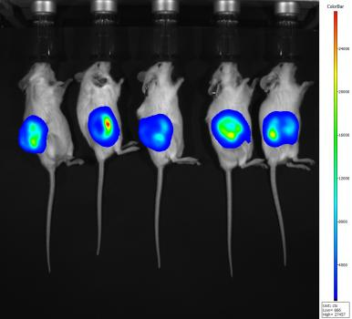 小动物活体成像的应用