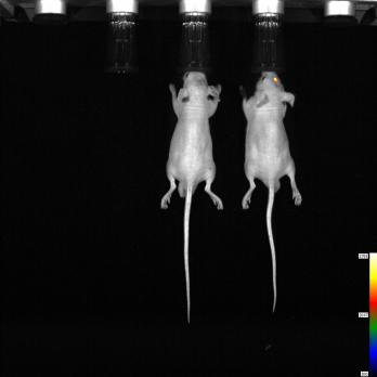 小动物活体成像的应用