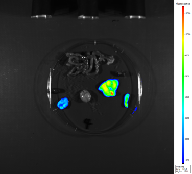 小动物活体成像的应用