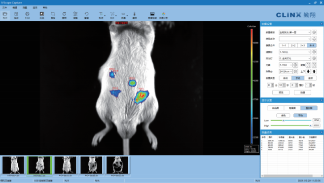 小动物活体成像的应用