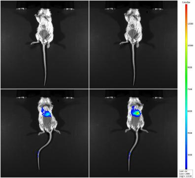 小动物活体成像的应用