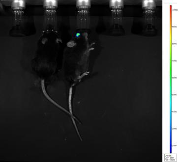 小动物活体成像的应用