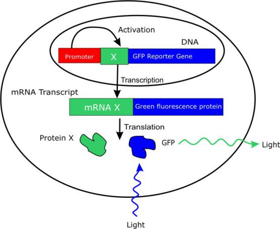 小动物活体成像的应用