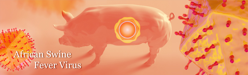 非洲猪瘟病毒研究
