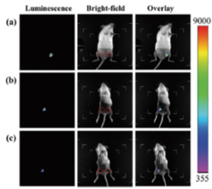 小动物活体成像的应用