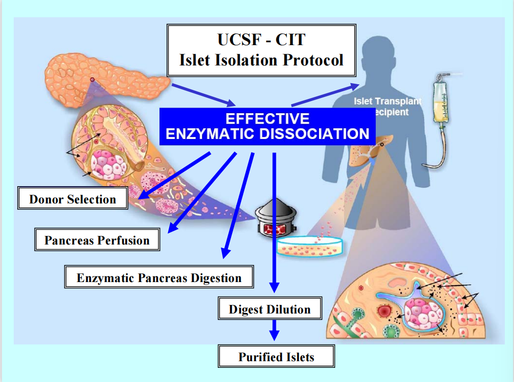 GMP级胶原酶助力胰岛移植治疗|临床适用的胰岛解离方案分享