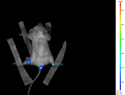 小动物活体成像的应用