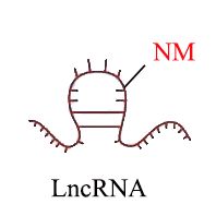 LncRNA 2’-O-甲基化测序