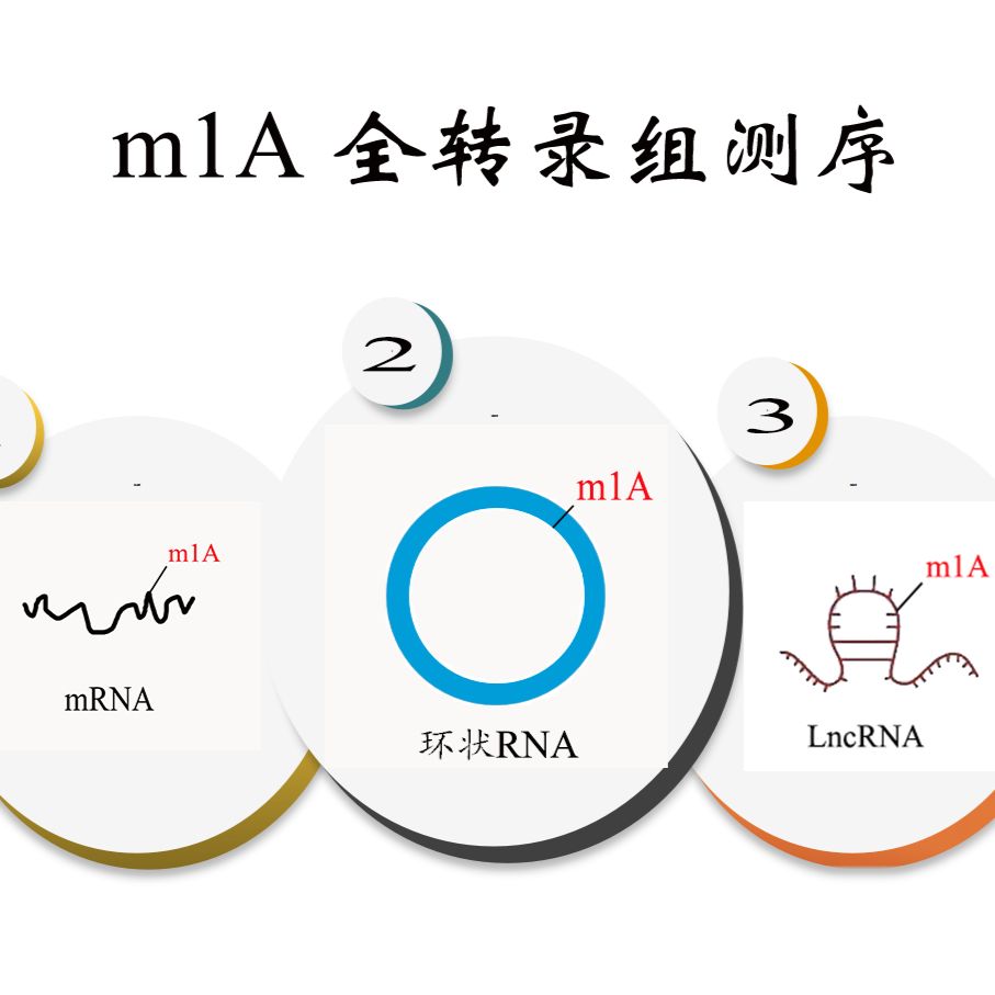 m1A 全转录组测序