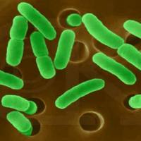 Cryptococcus deneoformans