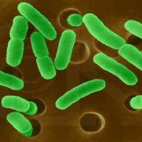 铜绿假单胞菌定量菌株