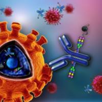 磷酸化gp130抗体 