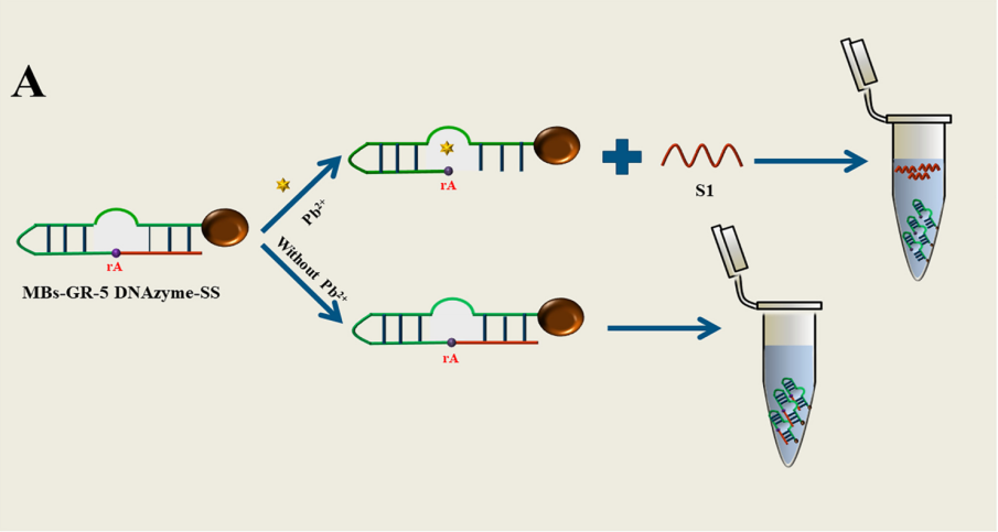 原创干货︱磁珠表面核酸探针偶联方案（内附探针偶联一览表）