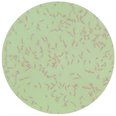 绿脓假单胞菌