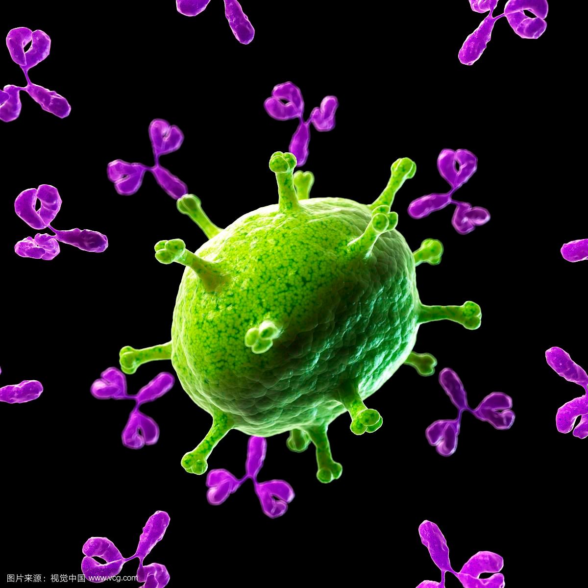 乳酸菌菌体表面蛋白抗体 
