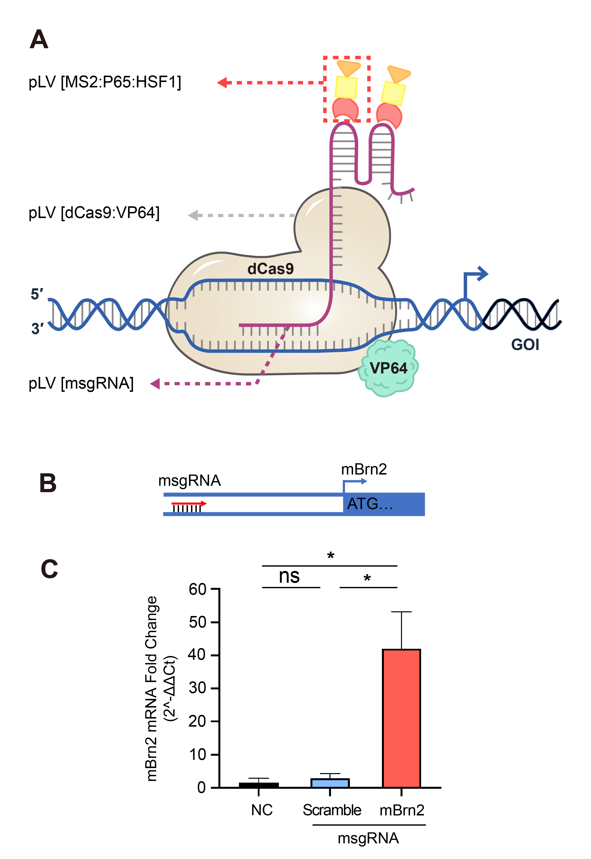 带您了解CRISPRa与CRISPRi基因表达调控系统