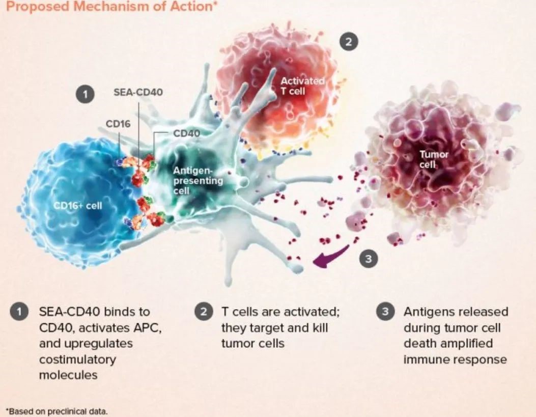 CD40激动剂联合治疗是否为一剂良药？-商家动态-资讯-生物在线