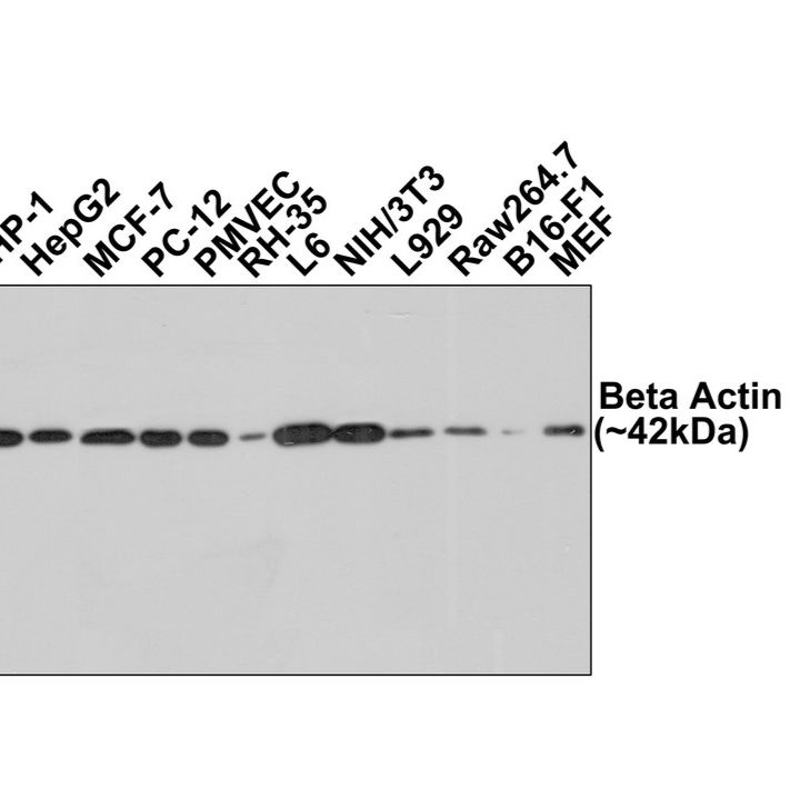 Anti-Beta Actin Mouse Monoclonal Loading control Antibody [A2-F6]