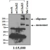 Metabotropic Glutamate Receptor 3 (mGluR3) GRM3-2 现货特价