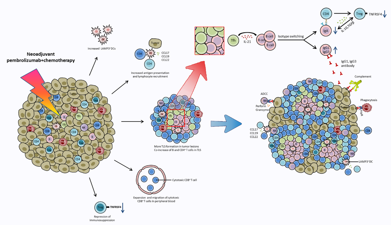 免疫治疗新热点| 新辅助化疗对非小细胞肺癌三级淋巴结构的影响