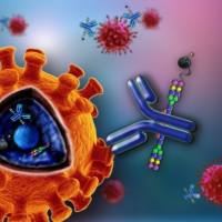 线粒体抗信号MAVS蛋白抗体