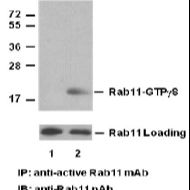 Anti Active Rab11 Mouse Monoclonal Antibody