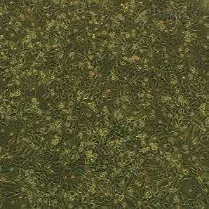 小鼠乳腺癌细胞带绿色荧光 4T1/GFP