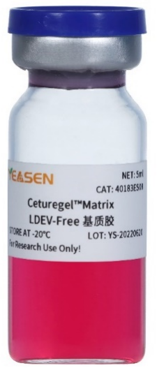 基质胶实验应用——血管生成